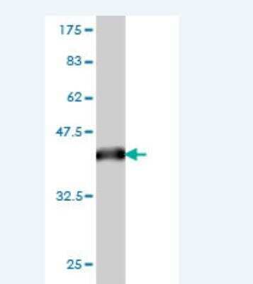 Western Blot: ERF Antibody (1E5.) [H00002077-M01] - Detection against Immunogen (37.73 KDa) .