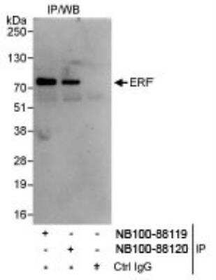 <b>Independent Antibodies Validation. </b>Immunoprecipitation: ERF Antibody [NB100-88120] - Whole cell lysate (1 mg for IP, 20% of IP loaded) from HeLa cells.  NB100-88120 used for IP at 3 mcg/mg lysate. ERF was also immunoprecipitated by NB100-88119, which recognizes an upstream epitope.