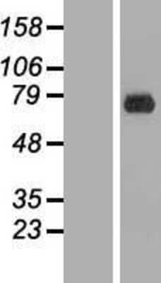 Western Blot: ERF Overexpression Lysate (Adult Normal) [NBL1-10326] Left-Empty vector transfected control cell lysate (HEK293 cell lysate); Right -Over-expression Lysate for ERF.