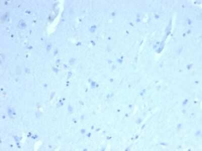 Immunohistochemistry-Paraffin: ERG Antibody (ERG/22R) - Azide and BSA Free [NBP3-08916] - Formalin-fixed, paraffin-embedded human brain. Negative tissue control stained with ERG antibody (ERG/22R) at 1ug/ml for 30 min at RT. HIER: Tris/EDTA pH 9; 95C/45min. 2 Ab: HRP-Polymer:30mins; DAB:5min.