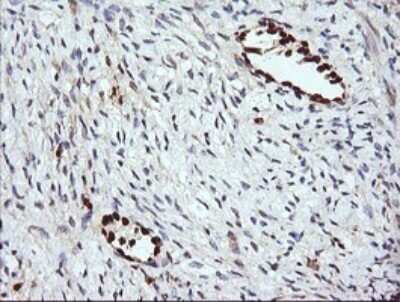 Immunohistochemistry: ERG Antibody (OTI4H7) - Azide and BSA Free [NBP2-70686] - Analysis of Human Ovary tissue. (Heat-induced epitope retrieval by 10mM citric buffer, pH6.0, 120C for 3min)