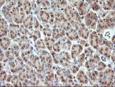 Immunohistochemistry: ERG Antibody (OTI4H7) - Azide and BSA Free [NBP2-70686] - Analysis of Human pancreas tissue. (Heat-induced epitope retrieval by 10mM citric buffer, pH6.0, 120C for 3min)