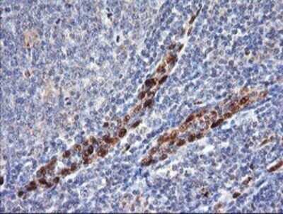 Immunohistochemistry: ERG Antibody (OTI4H7) - Azide and BSA Free [NBP2-70686] - Analysis of Human tonsil tissue. (Heat-induced epitope retrieval by 10mM citric buffer, pH6.0, 120C for 3min)