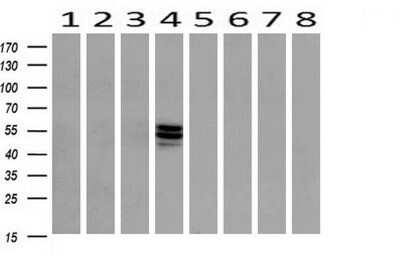 Western Blot: ERG Antibody (OTI4H7) - Azide and BSA Free [NBP2-70686] - Analysis of extracts (10ug) from 8 Human tissue (1: Testis; 2: Uterus; 3: Breast; 4: Brain; 5: Liver; 6: Ovary; 7: Thyroid gland; 8: Colon).