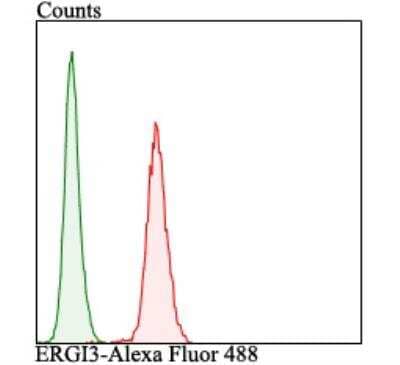 Flow Cytometry: ERGI3 Antibody [NBP2-76928] - Flow cytometric analysis of LOVO cells with ERGI3 antibody at 1/100 dilution (red) compared with an unlabelled control (cells without incubation with primary antibody; green). Alexa Fluor 488-conjugated goat anti-rabbit IgG was used as the secondary antibody.