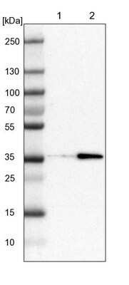 Western Blot: ERGI3 Antibody [NBP1-89881] - Lane 1: NIH-3T3 cell lysate (Mouse embryonic fibroblast cells). Lane 2: NBT-II cell lysate (Rat Wistar bladder tumor cells).