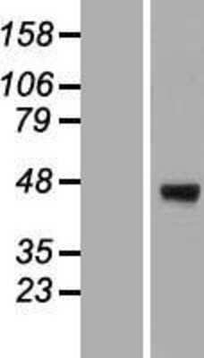 Western Blot: ERGI3 Overexpression Lysate (Adult Normal) [NBP2-04731] Left-Empty vector transfected control cell lysate (HEK293 cell lysate); Right -Over-expression Lysate for ERGI3.