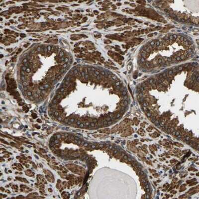 Immunohistochemistry-Paraffin ERGIC1 Antibody