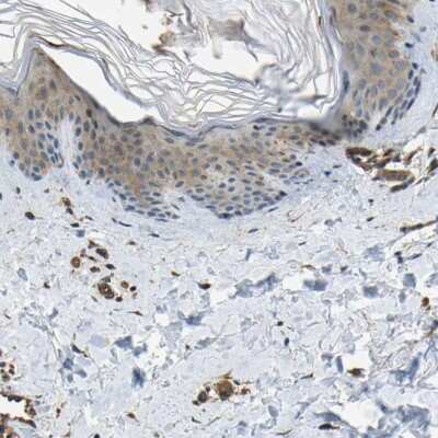 Immunohistochemistry-Paraffin ERGIC1 Antibody