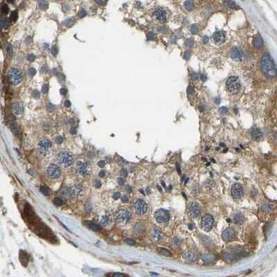 Immunohistochemistry-Paraffin: ERGIC1 Antibody [NBP1-83962] - Staining of human testis.