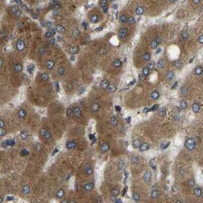 Immunohistochemistry-Paraffin: ERGIC1 Antibody [NBP1-83962] - Staining of human liver.