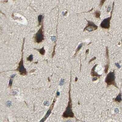 Immunohistochemistry-Paraffin: ERGIC1 Antibody [NBP1-83962] - Staining of human cerebral cortex.