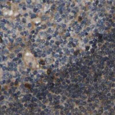 Immunohistochemistry-Paraffin: ERGIC1 Antibody [NBP1-83962] - Staining of human lymph node.