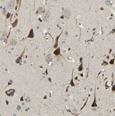 Immunohistochemistry-Paraffin: ERGIC1 Antibody [NBP1-83962] - Staining of human cerebral cortex shows moderate to strong cytoplasmic positivity in neurons.