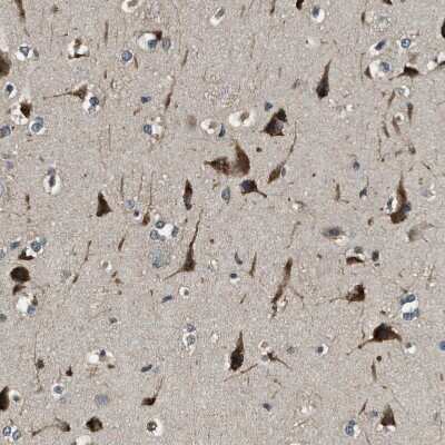 Immunohistochemistry-Paraffin: ERGIC1 Antibody [NBP1-83963] - Staining of human cerebral cortex shows moderate to strong cytoplasmic positivity in neurons.