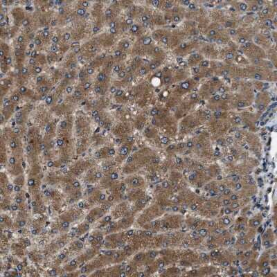 Immunohistochemistry-Paraffin ERGIC1 Antibody