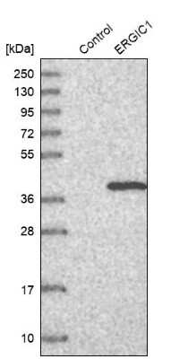 Western Blot: ERGIC1 Antibody [NBP1-83962] - Analysis in control (vector only transfected HEK293T lysate) and ERGIC1 over-expression lysate (Co-expressed with a C-terminal myc-DDK tag (3.1 kDa) in mammalian HEK293T cells).