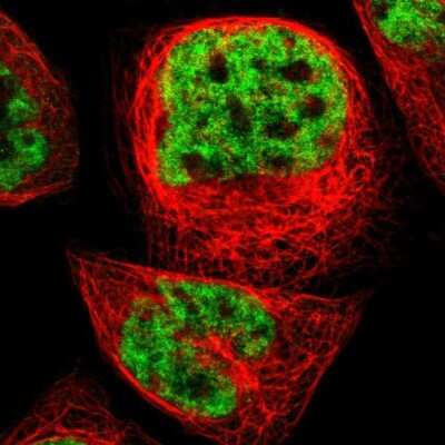 Immunocytochemistry/Immunofluorescence: ERH Antibody [NBP1-84976] - Staining of human cell line A-431 shows positivity in nucleus but excluded from the nucleoli.