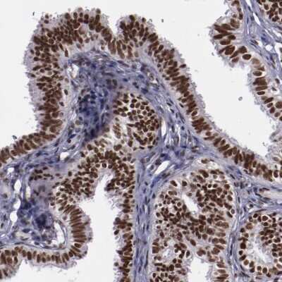 Immunohistochemistry-Paraffin: ERH Antibody [NBP1-84976] - Staining of human fallopian tube shows strong nuclear positivity in glandular cells.