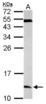 Western Blot: ERH Antibody [NBP1-32198] - Sample (50 ug of whole cell lysate) A: mouse brain 15% SDS PAGE; antibody diluted at 1:1000.