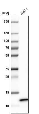 Western Blot: ERH Antibody [NBP1-84976] - Analysis in human cell line A-431.