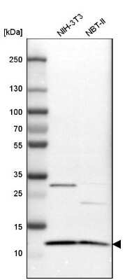 Western Blot: ERH Antibody [NBP1-84976] - Analysis in mouse cell line NIH-3T3 and rat cell line NBT-II.