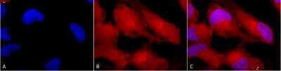 Immunocytochemistry/Immunofluorescence: ERK1/2 Antibody [NBP2-12728] - Tissue: HeLa Cells. Species: Human. Fixation: 2% Formaldehyde for 20 min at RT. Primary Antibody: Rabbit Anti-Erk1/2 Polyclonal Antibody at 1:100 for 12 hours at 4 degrees C. Secondary Antibody: APC Goat Anti-Rabbit (red) at 1:200 for 120 min at RT. Counterstain: DAPI (blue) nuclear stain at 1:40000 for 120 min at RT. Localization: Cytoplasm. Nucleus. Magnification: 100x. (A) DAPI (blue) nuclear stain. (B) Anti-Erk1/2 Antibody. (C) Composite.