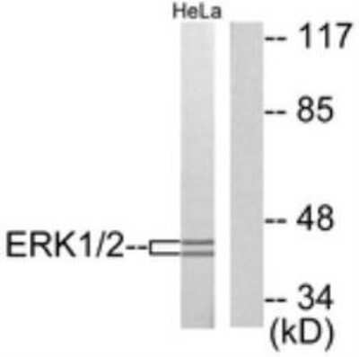 Western Blot: ERK1/2 Antibody [NBP2-11510] - Analysis of anti-ERK1/2 antibody with extracts from HeLa cells, using p44/42 MAPK Antibody. The lane on the right is treated with the synthesized peptide.
