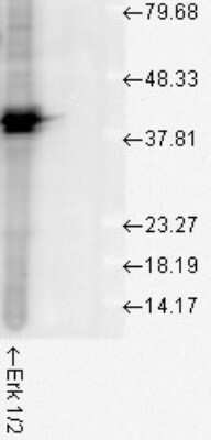 Western Blot: ERK1/2 Antibody [NBP2-12728] - analysis of Human Cell line lysates showing detection of ERK1 protein using Rabbit Anti-ERK1 Polyclonal Antibody . Load: 15 ug protein. Block: 1.5% BSA for 30 minutes at RT. Primary Antibody: Rabbit Anti-ERK1 Polyclonal Antibody at 1:1000 for 2 hours at RT. Secondary Antibody: Donkey Anti-Rabbit IgG: HRP for 1 hour at RT.