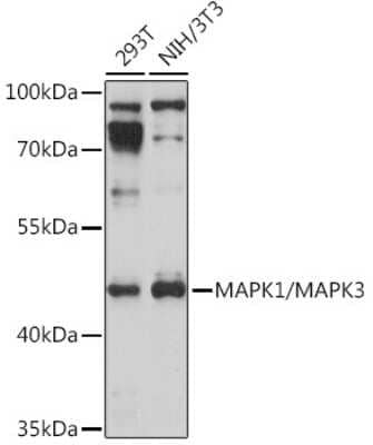 Western Blot: ERK1/2 Antibody [NBP3-05652] - Analysis of extracts of various cell lines, using ERK1/2 Rabbit pAb (NBP3-05652) at 1:1000 dilution. Secondary antibody: HRP Goat Anti-Rabbit IgG (H+L) at 1:10000 dilution. Lysates/proteins: 25ug per lane. Blocking buffer: 3% nonfat dry milk in TBST. Detection: ECL Basic Kit. Exposure time: 10s.