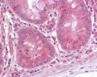 Immunohistochemistry-Paraffin: ERK1 Antibody [NB100-56376] - Analysis of human small intestine using this antibody at 10 ug/ml.