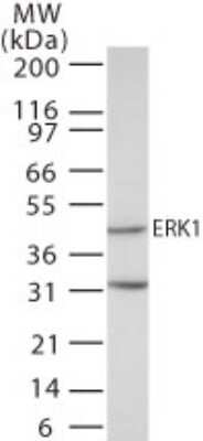 Western Blot: ERK1 Antibody [NB100-56376] - Analysis of ERK1 in human A431 cell lysate using this antibody at 1 ug/ml.