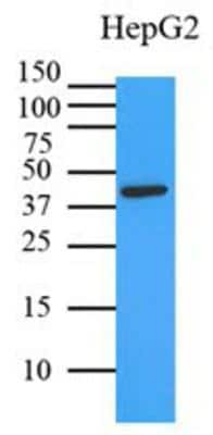 Western Blot: ERK2 Antibody (1A4) [NBP1-74025] - PAGE, transferred to PVDF membrane and probed with anti-human MAPK1 (1:3000). Proteins were visualized using a goat anti-mouse secondary antibody conjugated to HRP and an ECL detection system.