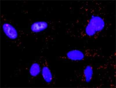 Proximity Ligation Assay: ERK2 Antibody (1D1) [H00005594-M01] - Analysis of protein-protein interactions between TP53 and MAPK1. HeLa cells were stained with anti-TP53 rabbit purified polyclonal 1:1200 and anti-MAPK1 mouse monoclonal antibody 1:50. Each red dot represents the detection of protein-protein interaction complex, and nuclei were counterstained with DAPI (blue).