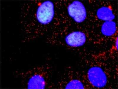 Proximity Ligation Assay: ERK2 Antibody (1D1) [H00005594-M01] - Analysis of protein-protein interactions between MAPK3 and MAPK1. Huh7 cells were stained with anti-MAPK3 rabbit purified polyclonal 1:1200 and anti-MAPK1 mouse monoclonal antibody 1:50. Each red dot represents the detection of protein-protein interaction complex, and nuclei were counterstained with DAPI (blue).