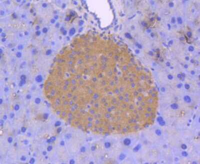 Immunohistochemistry-Paraffin: ERK2 Antibody (SZ25-01) [NBP2-67360] - Analysis of paraffin-embedded mouse pancreas tissue using anti-ERK2 antibody. Counter stained with hematoxylin.