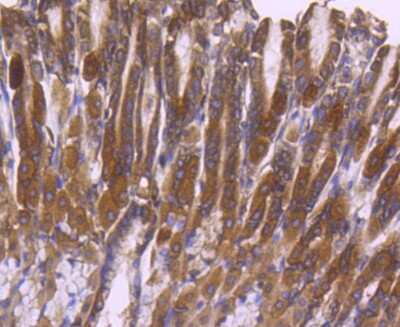 Immunohistochemistry-Paraffin: ERK2 Antibody (SZ25-01) [NBP2-67360] - Analysis of paraffin-embedded mouse stomach tissue using anti-ERK2 antibody. Counter stained with hematoxylin.