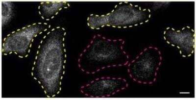 Knockout Validated: ERK2 Antibody (SZ25-01) [NBP2-67360] - HeLa WT and MAPK1 KO cells were labelled with a green or a far-red fluorescent dye, respectively. WT and KO cells were mixed and plated to a 1:1 ratio on coverslips. Cells were stained with the indicated Mitogen-activated protein kinase 1 antibodies and with the corresponding Alexa-fluor 555 coupled secondary antibody. Acquisition of the green (identification of WT cells), red (antibody staining) and far-red (identification of KO cells) channels was performed. Representative images of the red (grayscale) channels are shown.WT and KO cells are outlined with yellow and magenta dashed line, respectively. Antibody dilution used: 1/1000. Bars = 10 um. Image, protocol and testing courtesy of YCharOS Inc. (ycharos.com).