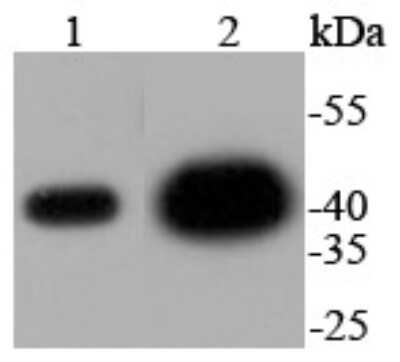 Western Blot: ERK2 Antibody (SZ25-01) [NBP2-67360] - Analysis of ERK2 on different lysates using anti-ERK2 antibody at 1/1,000 dilution. Positive control: Lane 1: Hela Lane 2: PC-12