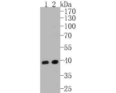 Western Blot: ERK2 Antibody (SZ25-01) [NBP2-67360] - Western blot analysis of ERK2 on different lysates. Proteins were transferred to a PVDF membrane and blocked with 5% BSA in PBS for 1 hour at room temperature. The primary antibody (1/500) was used in 5% BSA at room temperature for 2 hours. Goat Anti-Rabb