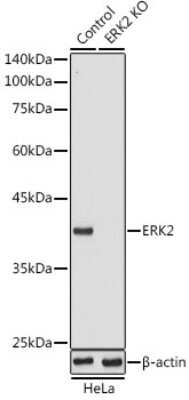 Western Blot: ERK2 Antibody [NBP3-02973] - Western blot analysis of extracts from normal (control) and ERK2 knockout (KO) HeLa cells, using ERK2 antibody (NBP3-02973) at 1:1000 dilution. Secondary antibody: HRP Goat Anti-Rabbit IgG (H+L) at 1:10000 dilution. Lysates/proteins: 25ug per lane. Blocking buffer: 3% nonfat dry milk in TBST. Detection: ECL Basic Kit. Exposure time: 10s.