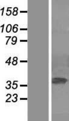 Western Blot ERK2 Overexpression Lysate