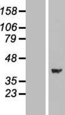 Western Blot ERK2 Overexpression Lysate