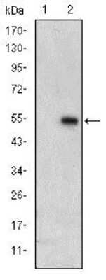 Western Blot: ERK3/MAPK6 Antibody (4E8) [NBP2-37616] - Western blot analysis using ERK3 mAb against HEK293 (1) and ERK3(AA: 347-582)-hIgGFc transfected HEK293 (2) cell lysate.