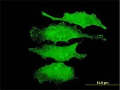 Immunocytochemistry/Immunofluorescence: ERK4/MAPK4 Antibody (2B10) [H00005596-M02] - Analysis of monoclonal antibody to MAPK4 on HeLa cell . Antibody concentration 10 ug/ml.