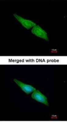 Immunocytochemistry/Immunofluorescence: ERK4/MAPK4 Antibody [NBP1-31594] - Paraformaldehyde-fixed HeLa, using antibody at 1:200 dilution.