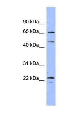 Western Blot: ERK4/MAPK4 Antibody [NBP1-58082] - Human Heart lysate, concentration 0.2-1 ug/ml.