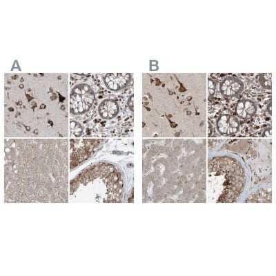 Immunohistochemistry-Paraffin: ERLEC1 Antibody [NBP1-86801] - Staining of human cerebral cortex, colon, liver and testis using Anti-ERLEC1 antibody NBP1-86801 (A) shows similar protein distribution across tissues to independent antibody NBP1-86802 (B).