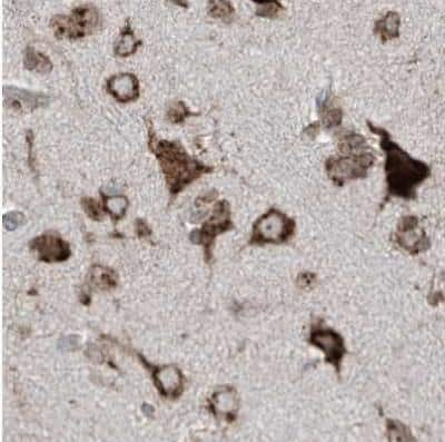 Immunohistochemistry-Paraffin: ERLEC1 Antibody [NBP1-86801] - Staining of human cerebral cortex using Anti-ERLEC1 antibody.