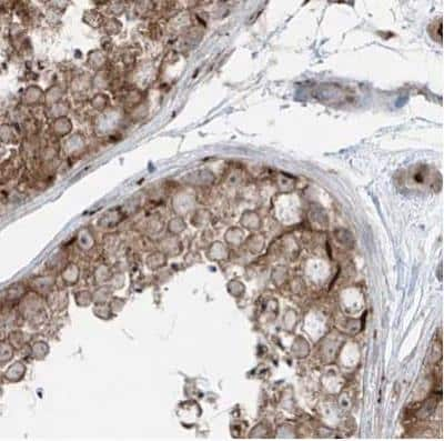 Immunohistochemistry-Paraffin: ERLEC1 Antibody [NBP1-86801] - Staining of human testis using Anti-ERLEC1 antibody.